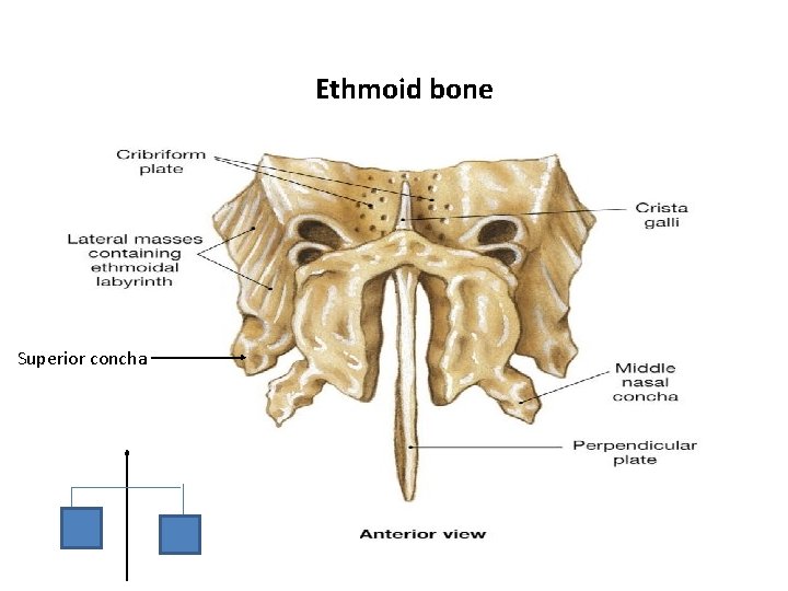 Ethmoid bone Superior concha 