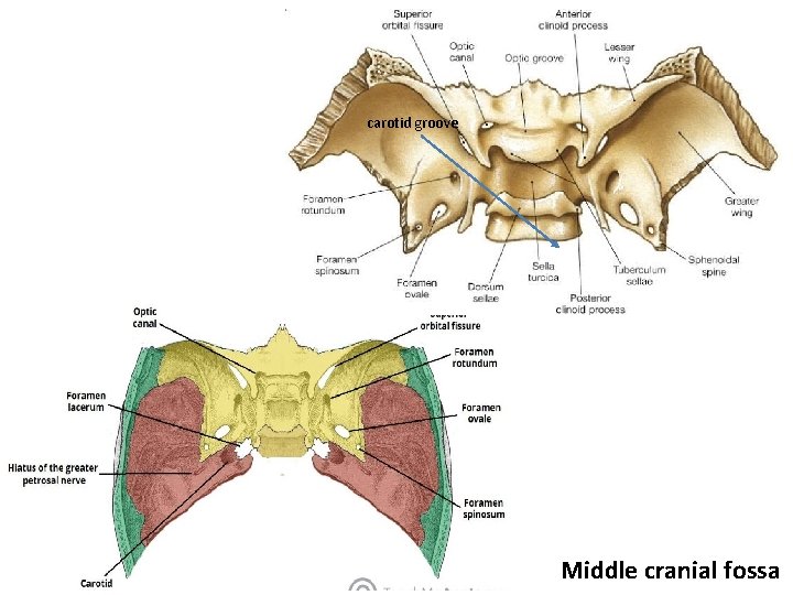 carotid groove Middle cranial fossa 