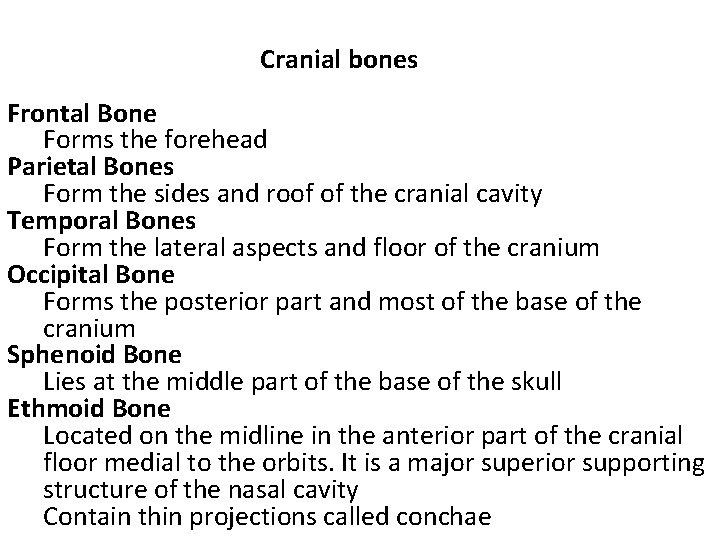 Cranial bones Frontal Bone Forms the forehead Parietal Bones Form the sides and roof