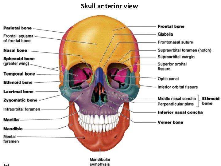 Skull anterior view 