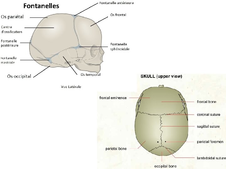 Fontanelles 