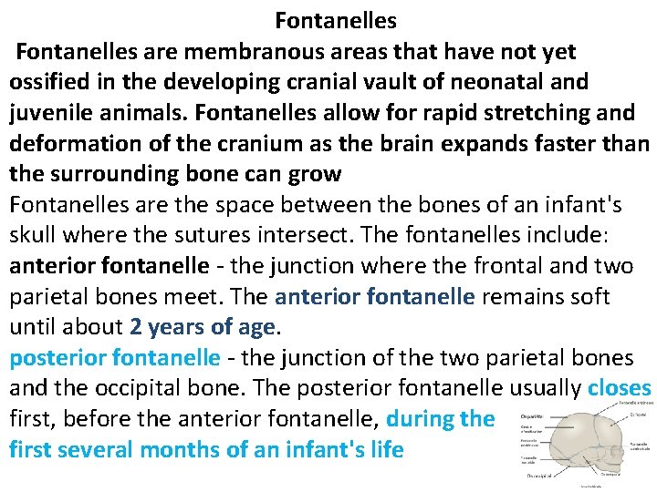 Fontanelles are membranous areas that have not yet ossified in the developing cranial vault