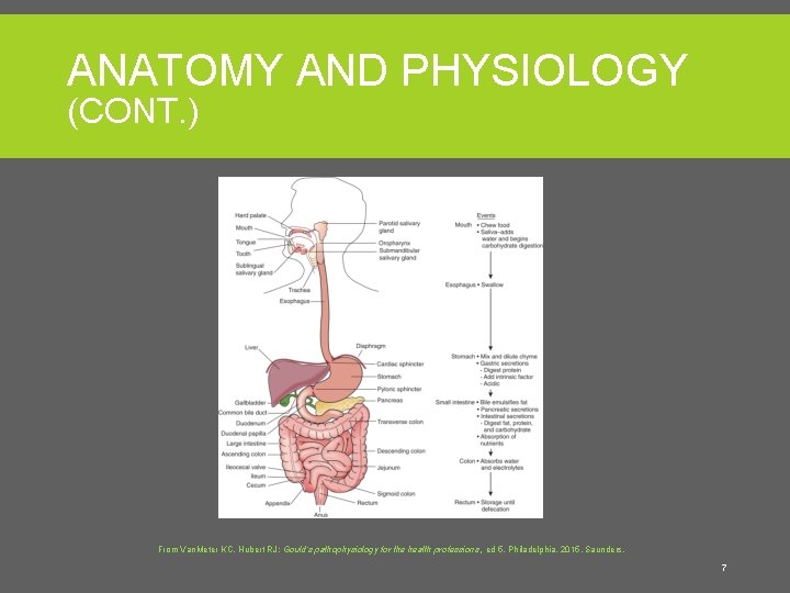 ANATOMY AND PHYSIOLOGY (CONT. ) From Van. Meter KC, Hubert RJ: Gould’s pathophysiology for