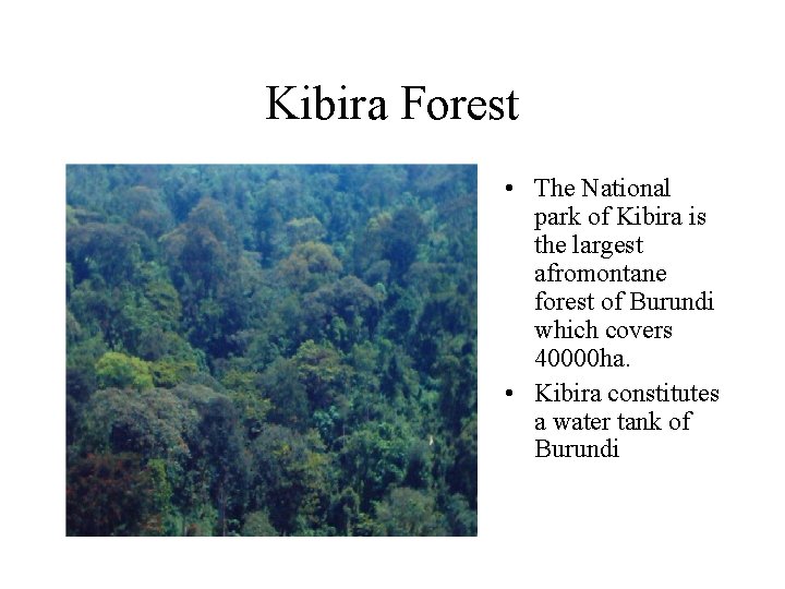 Kibira Forest • The National park of Kibira is the largest afromontane forest of