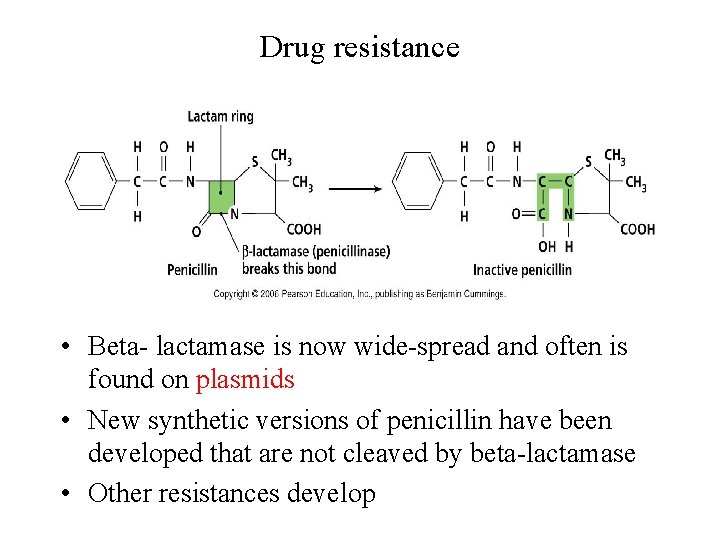 Drug resistance • Beta- lactamase is now wide-spread and often is found on plasmids