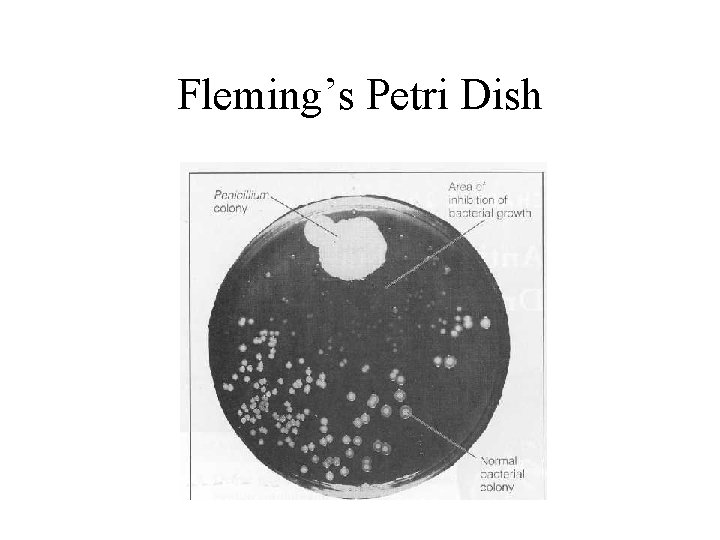 Fleming’s Petri Dish 