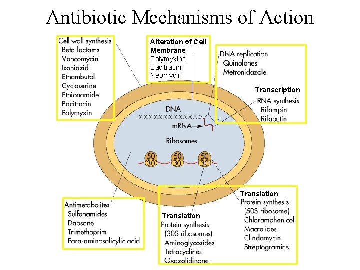 Antibiotic Mechanisms of Action Alteration of Cell Membrane Polymyxins Bacitracin Neomycin Transcription Translation 