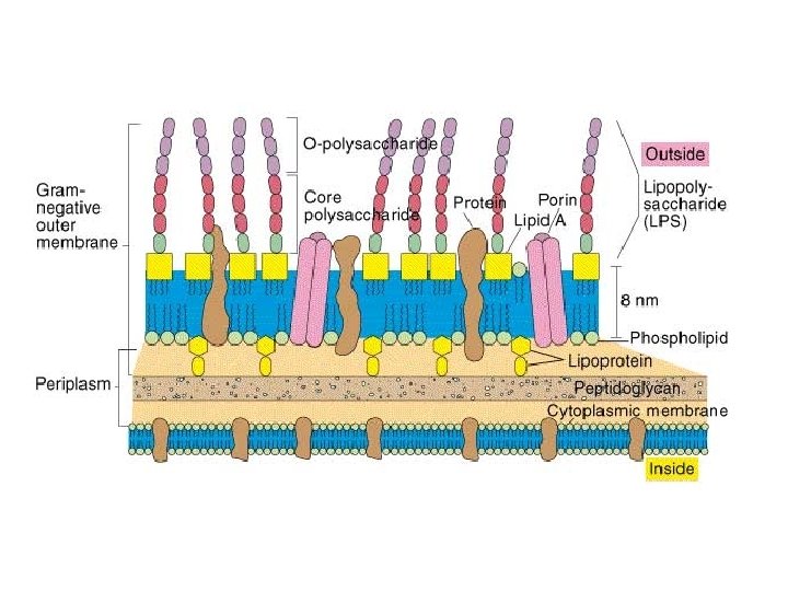 Gram negative cell structure 