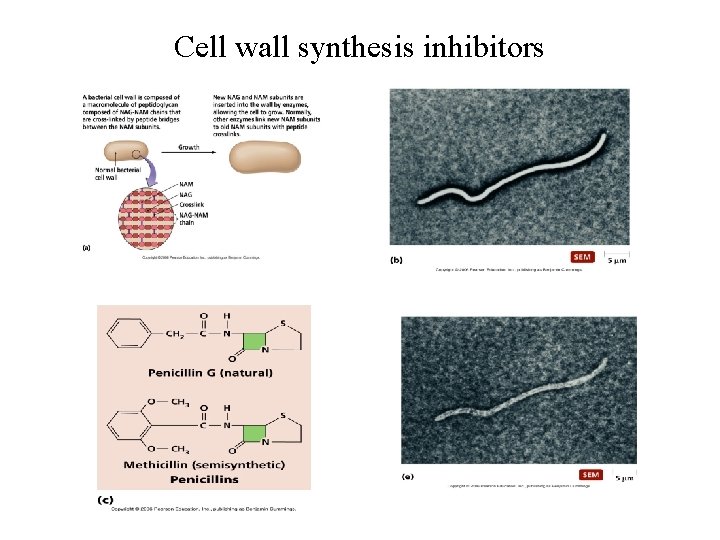 Cell wall synthesis inhibitors 