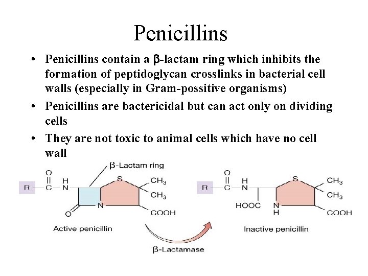 Penicillins • Penicillins contain a b-lactam ring which inhibits the formation of peptidoglycan crosslinks