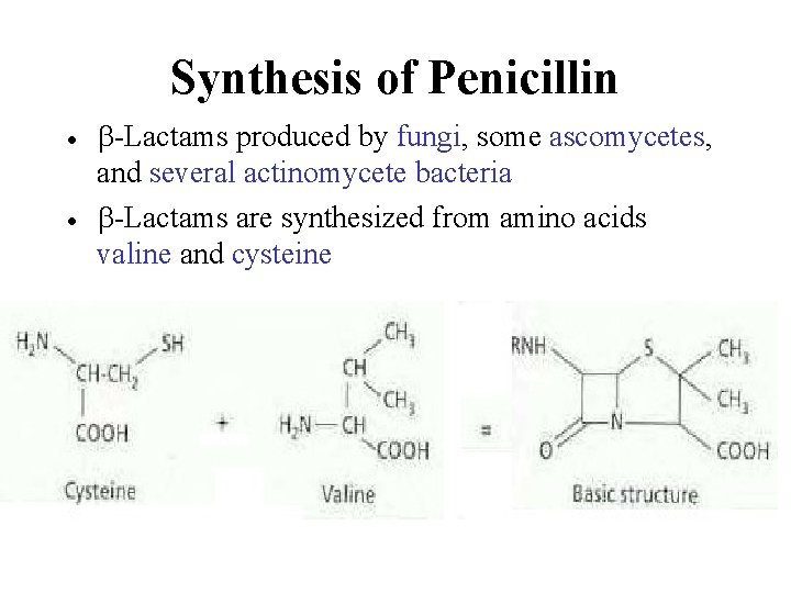 Synthesis of Penicillin · · b-Lactams produced by fungi, some ascomycetes, and several actinomycete