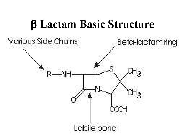 b Lactam Basic Structure 