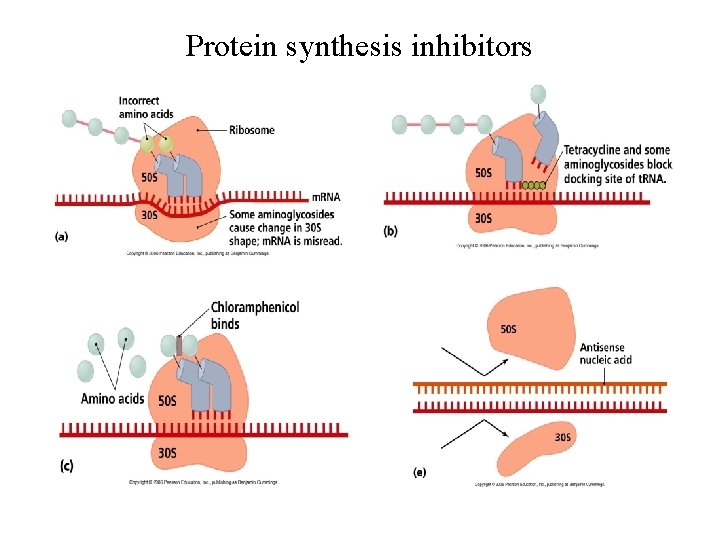 Protein synthesis inhibitors 