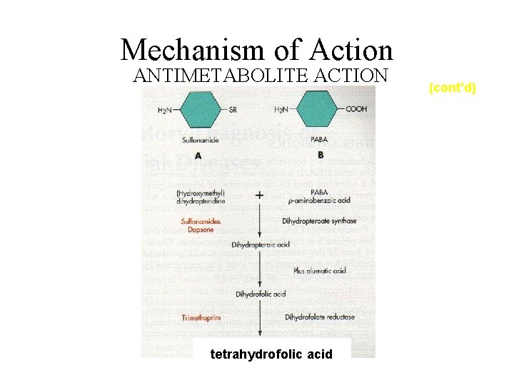 Mechanism of Action ANTIMETABOLITE ACTION tetrahydrofolic acid (cont’d) 