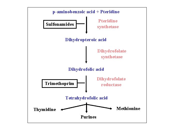 p-aminobenzoic acid + Pteridine synthetase Sulfonamides Dihydropteroic acid Dihydrofolate synthetase Dihydrofolic acid Dihydrofolate reductase