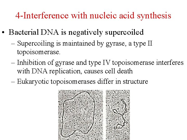 4 -Interference with nucleic acid synthesis • Bacterial DNA is negatively supercoiled – Supercoiling