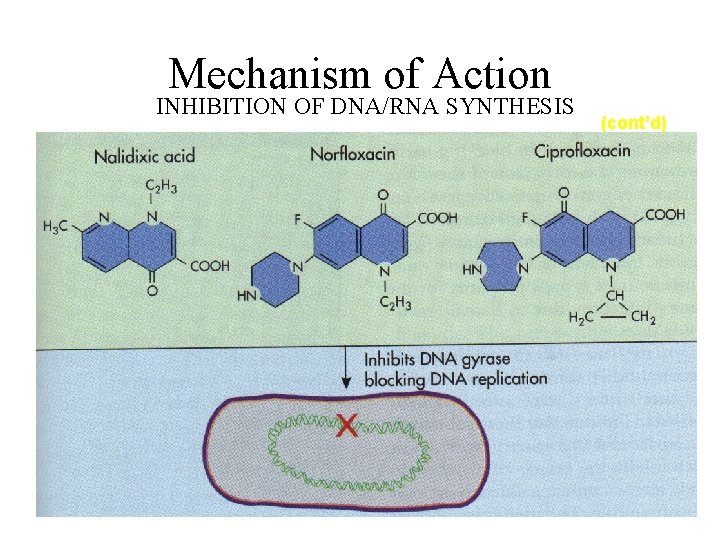 Mechanism of Action INHIBITION OF DNA/RNA SYNTHESIS (cont’d) 