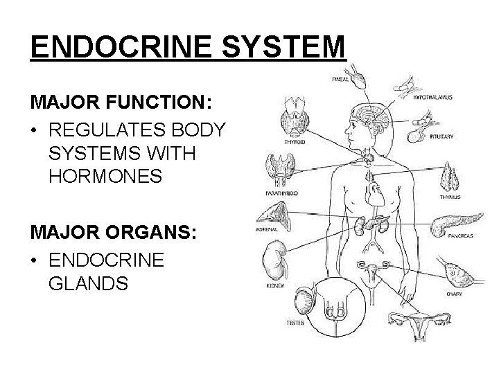 ENDOCRINE SYSTEM MAJOR FUNCTION: • REGULATES BODY SYSTEMS WITH HORMONES MAJOR ORGANS: • ENDOCRINE ENDOCRINE SYSTEM MAJOR FUNCTION: • REGULATES BODY SYSTEMS WITH HORMONES MAJOR ORGANS: • ENDOCRINE