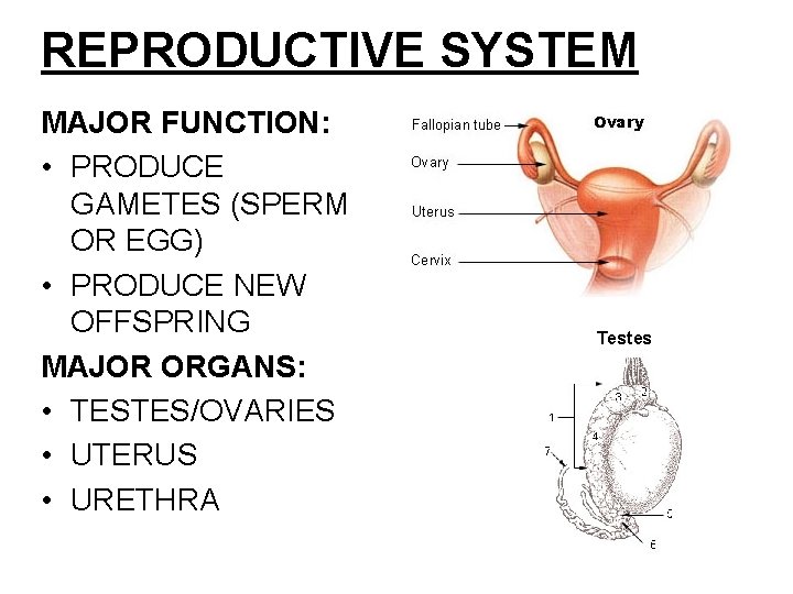 REPRODUCTIVE SYSTEM MAJOR FUNCTION: • PRODUCE GAMETES (SPERM OR EGG) • PRODUCE NEW OFFSPRING REPRODUCTIVE SYSTEM MAJOR FUNCTION: • PRODUCE GAMETES (SPERM OR EGG) • PRODUCE NEW OFFSPRING