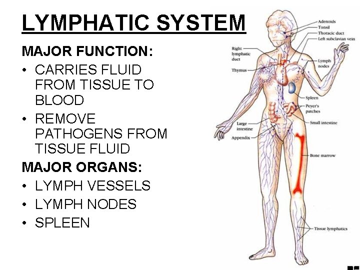 LYMPHATIC SYSTEM MAJOR FUNCTION: • CARRIES FLUID FROM TISSUE TO BLOOD • REMOVE PATHOGENS LYMPHATIC SYSTEM MAJOR FUNCTION: • CARRIES FLUID FROM TISSUE TO BLOOD • REMOVE PATHOGENS