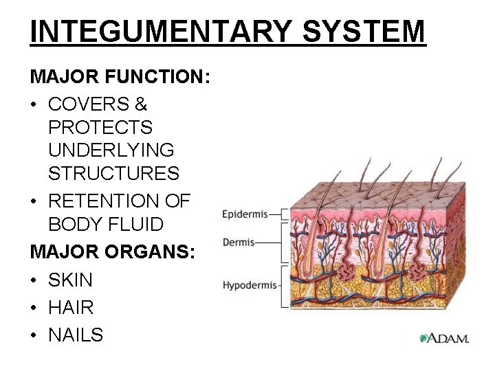 INTEGUMENTARY SYSTEM MAJOR FUNCTION: • COVERS & PROTECTS UNDERLYING STRUCTURES • RETENTION OF BODY INTEGUMENTARY SYSTEM MAJOR FUNCTION: • COVERS & PROTECTS UNDERLYING STRUCTURES • RETENTION OF BODY