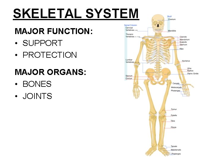 SKELETAL SYSTEM MAJOR FUNCTION: • SUPPORT • PROTECTION MAJOR ORGANS: • BONES • JOINTS SKELETAL SYSTEM MAJOR FUNCTION: • SUPPORT • PROTECTION MAJOR ORGANS: • BONES • JOINTS
