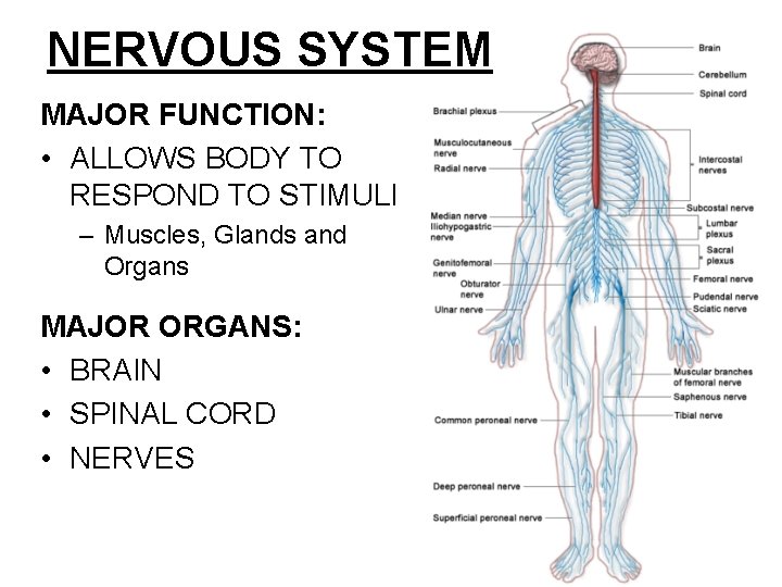 NERVOUS SYSTEM MAJOR FUNCTION: • ALLOWS BODY TO RESPOND TO STIMULI – Muscles, Glands NERVOUS SYSTEM MAJOR FUNCTION: • ALLOWS BODY TO RESPOND TO STIMULI – Muscles, Glands