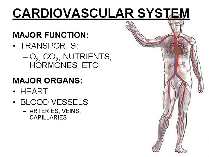 CARDIOVASCULAR SYSTEM MAJOR FUNCTION: • TRANSPORTS: – O 2, CO 2, NUTRIENTS, HORMONES, ETC CARDIOVASCULAR SYSTEM MAJOR FUNCTION: • TRANSPORTS: – O 2, CO 2, NUTRIENTS, HORMONES, ETC