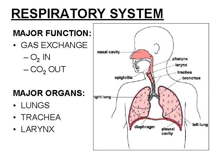 RESPIRATORY SYSTEM MAJOR FUNCTION: • GAS EXCHANGE – O 2 IN – CO 2 RESPIRATORY SYSTEM MAJOR FUNCTION: • GAS EXCHANGE – O 2 IN – CO 2