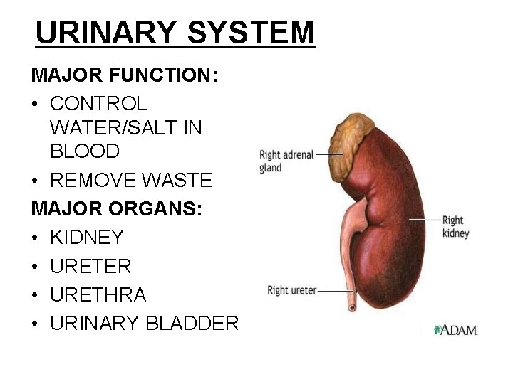 URINARY SYSTEM MAJOR FUNCTION: • CONTROL WATER/SALT IN BLOOD • REMOVE WASTE MAJOR ORGANS: URINARY SYSTEM MAJOR FUNCTION: • CONTROL WATER/SALT IN BLOOD • REMOVE WASTE MAJOR ORGANS:
