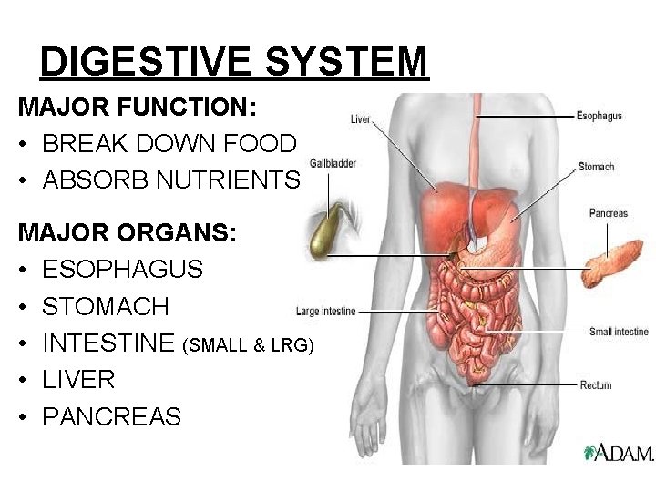 DIGESTIVE SYSTEM MAJOR FUNCTION: • BREAK DOWN FOOD • ABSORB NUTRIENTS MAJOR ORGANS: • DIGESTIVE SYSTEM MAJOR FUNCTION: • BREAK DOWN FOOD • ABSORB NUTRIENTS MAJOR ORGANS: •