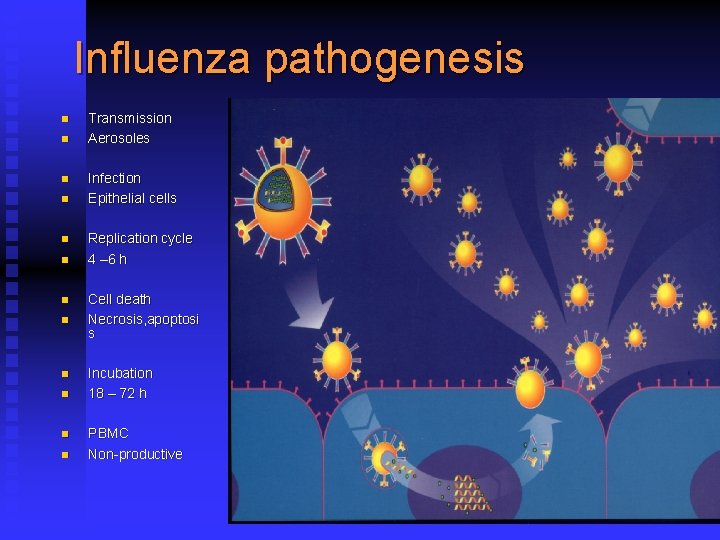 Influenza pathogenesis n n n Transmission Aerosoles Infection Epithelial cells Replication cycle 4 –