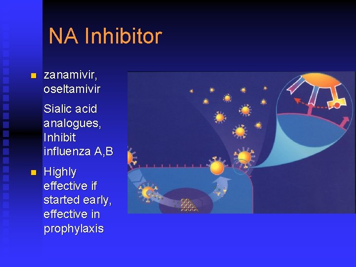 NA Inhibitor n zanamivir, oseltamivir Sialic acid analogues, Inhibit influenza A, B n Highly