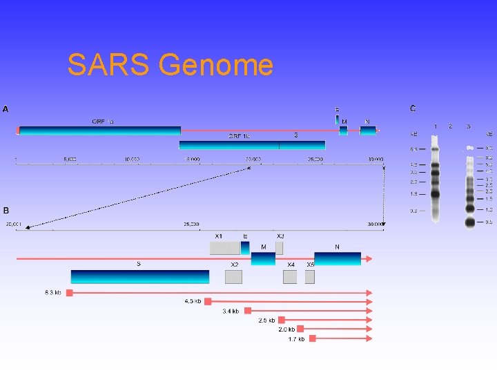 SARS Genome 