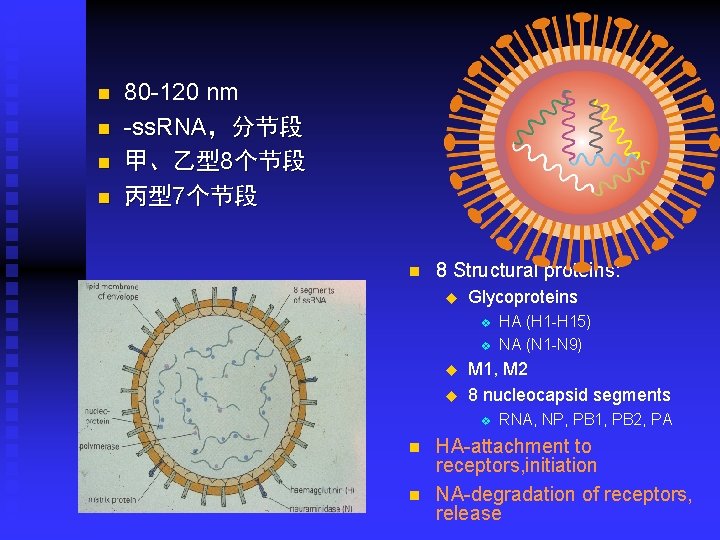 n n 80 -120 nm -ss. RNA，分节段 甲、乙型8个节段 丙型7个节段 n 8 Structural proteins: u