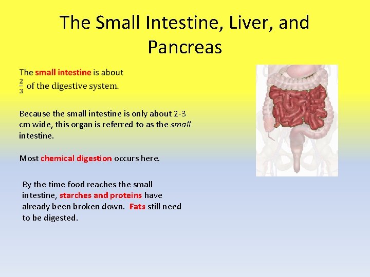 The Small Intestine, Liver, and Pancreas Because the small intestine is only about 2