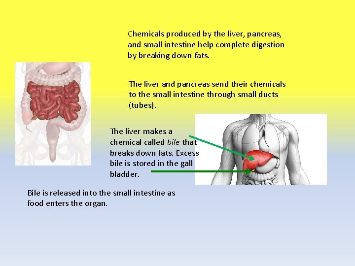 Chemicals produced by the liver, pancreas, and small intestine help complete digestion by breaking