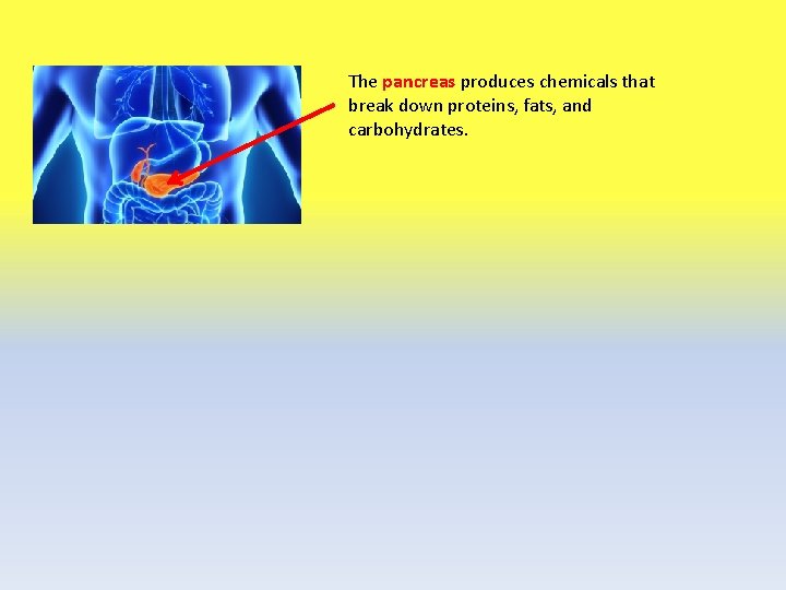 The pancreas produces chemicals that break down proteins, fats, and carbohydrates. 