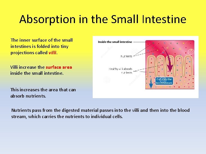 Absorption in the Small Intestine The inner surface of the small intestines is folded