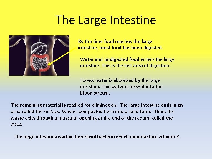 The Large Intestine By the time food reaches the large intestine, most food has