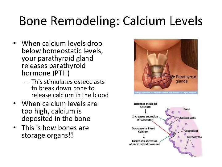 Bone Remodeling: Calcium Levels • When calcium levels drop below homeostatic levels, your parathyroid