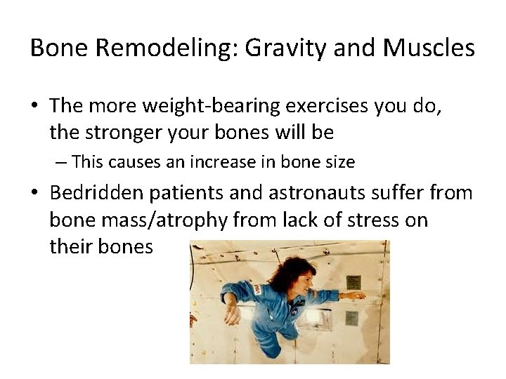 Bone Remodeling: Gravity and Muscles • The more weight-bearing exercises you do, the stronger