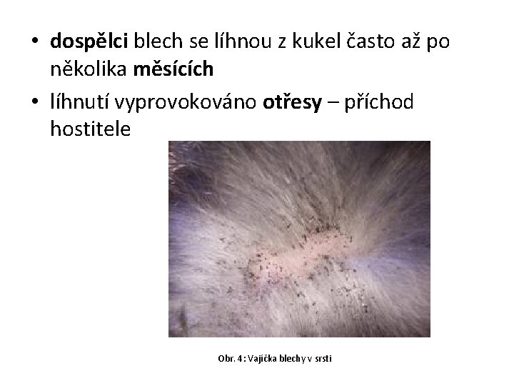  • dospělci blech se líhnou z kukel často až po několika měsících •