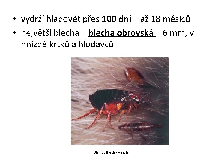  • vydrží hladovět přes 100 dní – až 18 měsíců • největší blecha