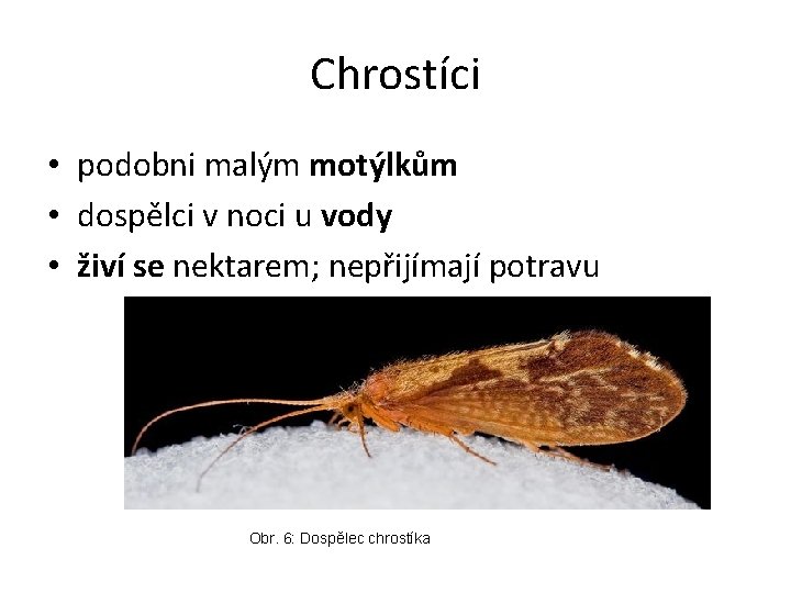 Chrostíci • podobni malým motýlkům • dospělci v noci u vody • živí se