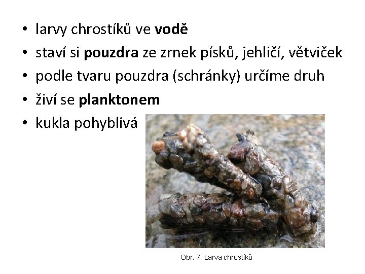  • • • larvy chrostíků ve vodě staví si pouzdra ze zrnek písků,