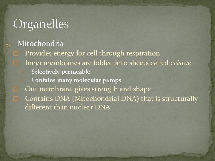 Organelles 5. Mitochondria � Provides energy for cell through respiration � Inner membranes are