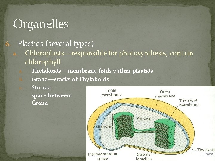 Organelles 6. Plastids (several types) Chloroplasts—responsible for photosynthesis, contain chlorophyll a. a. b. c.