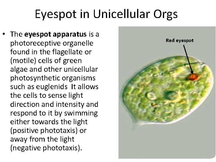 Eyespot in Unicellular Orgs • The eyespot apparatus is a photoreceptive organelle found in