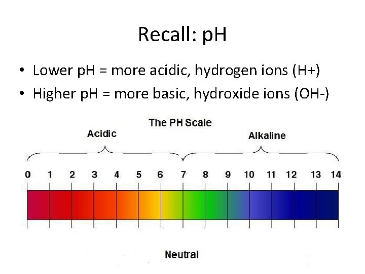 Recall: p. H • Lower p. H = more acidic, hydrogen ions (H+) •